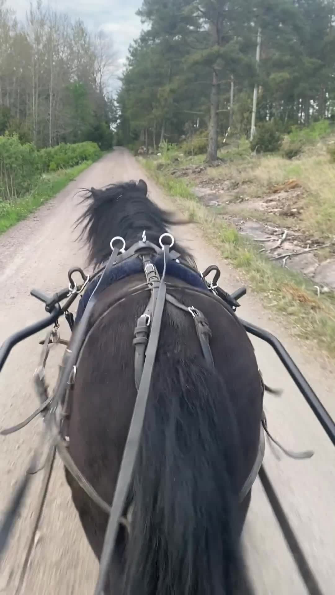 Allround hästar till salu: Inkörd shetlandsvalack - Video 1