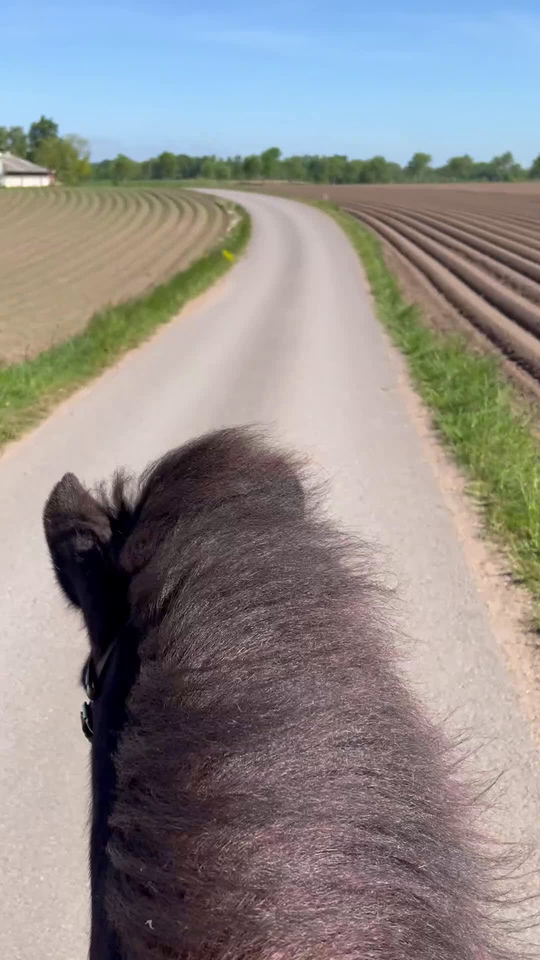 Allround hästar till salu: Svart islandssto i Mellbystrand - Video 1