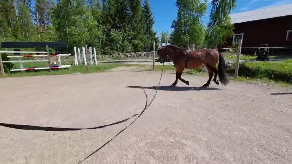Allround hästar till salu: Lovande allround häst - Video 2