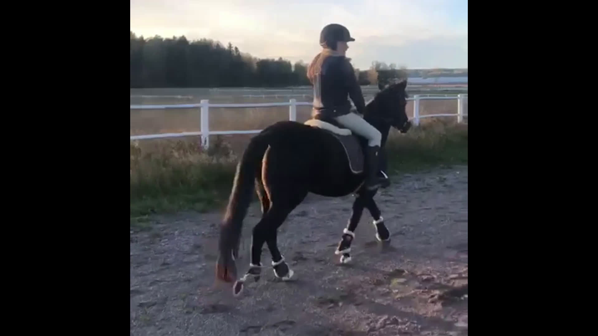 Allround hästar till salu: Vacker ponny med avelsvärde  i Sigtuna - Video 1