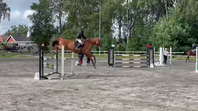 Hoppning hästar till salu: Nya stjärnan i ditt liv - Verona! - Video 2