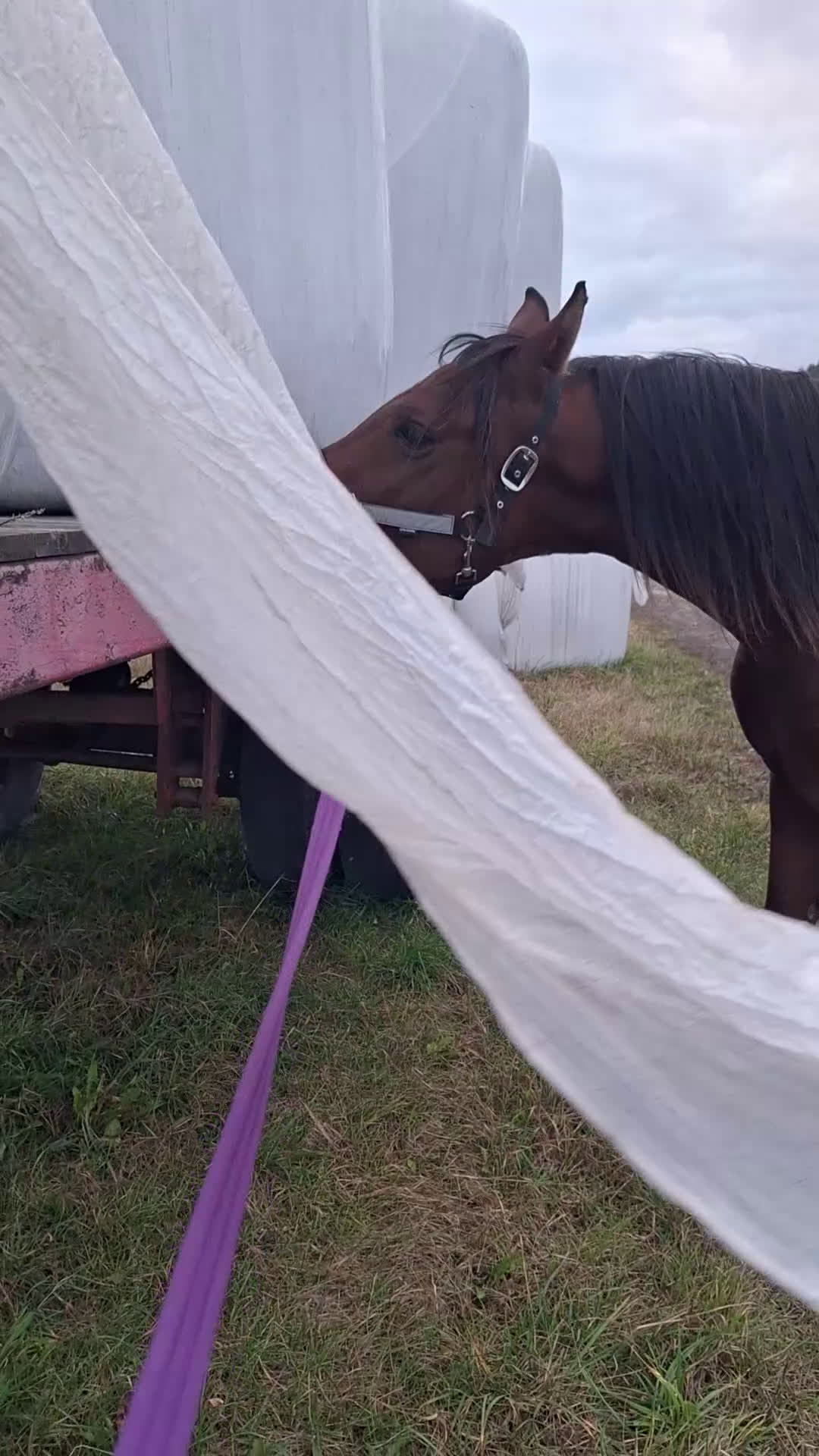 Allround hästar till salu: Valack för sport eller hobbyridning - Video 1