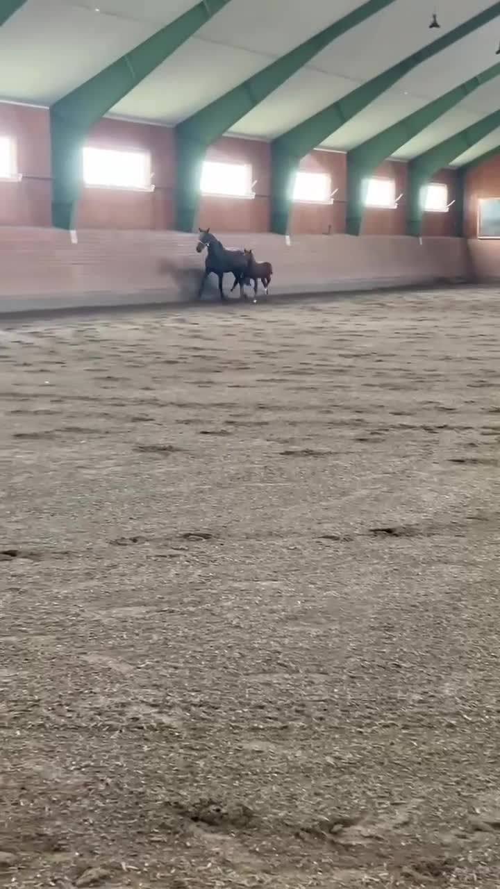 Hoppning hästar till salu: Kvalitetssto med motor - Video 1