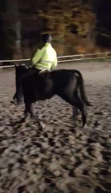 Hoppning hästar till salu: Talangfull ungponny med X-faktor i Emmaboda - Video 3