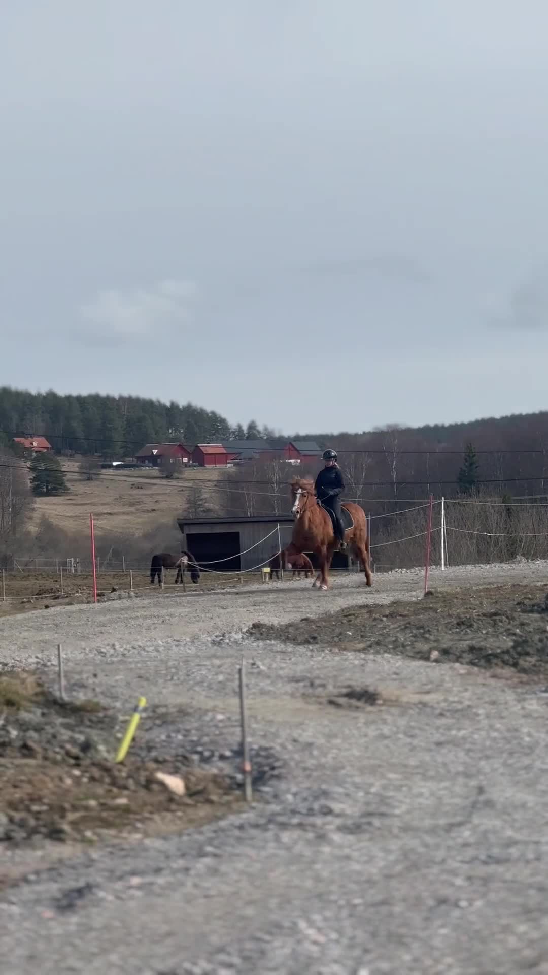 Island hästar till salu:     Välridet sto med hög ridbarhet i Brottby - Video 1
