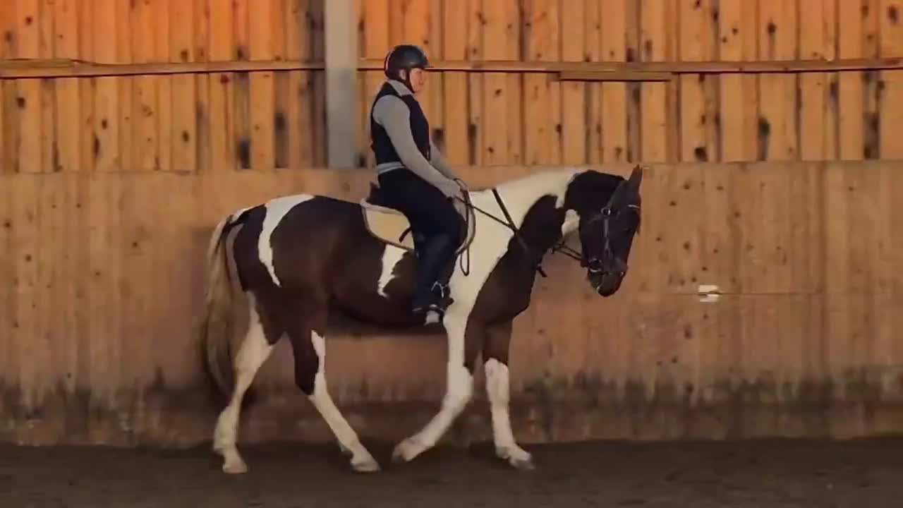 Hoppning hästar till salu: Flott 4-årig valack - Video 1