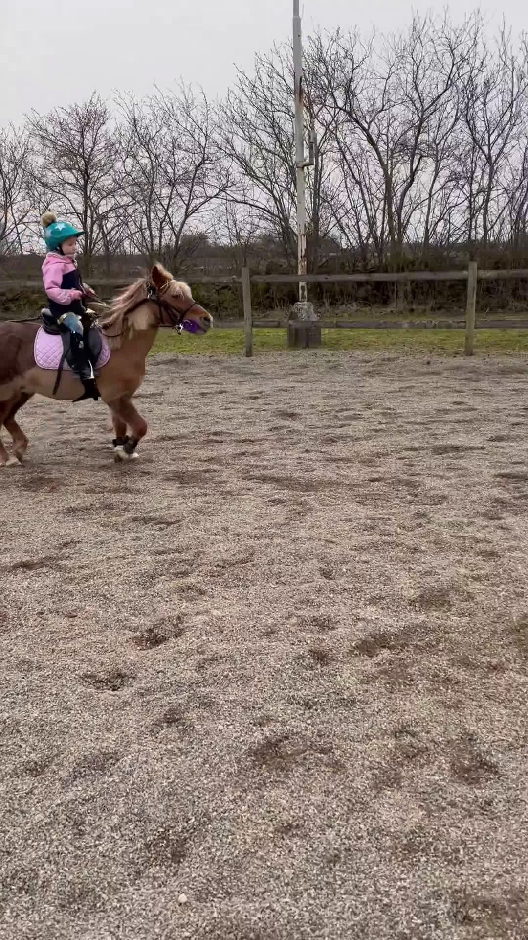 Allround hästar till salu: Underbar barnponny i Kristianstad - Video 2