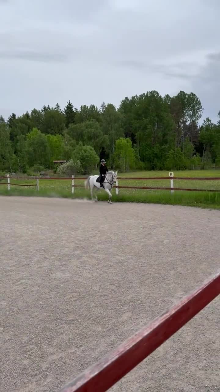 Hoppning hästar till salu: Cool hopphäst  - Video 1