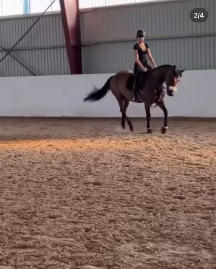 Allround hästar till salu: Bedårande ridtravare i Bro - Video 1