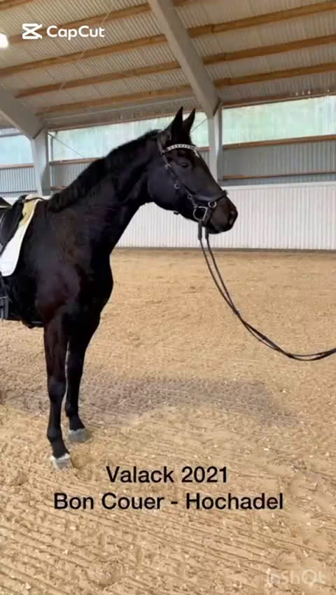 Dressyr hästar till salu: Svart snygg dressyrvalack i Kullavik - Video 1