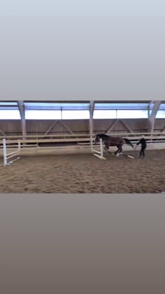 Allround hästar till salu: Perfekt sto för framtiden!  i Nybro - Video 1