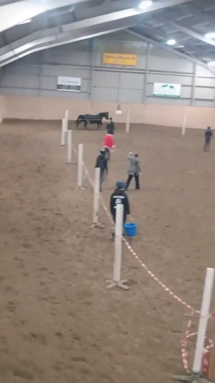 Allround hästar till salu: Vackert danskt halvblod - Video 5