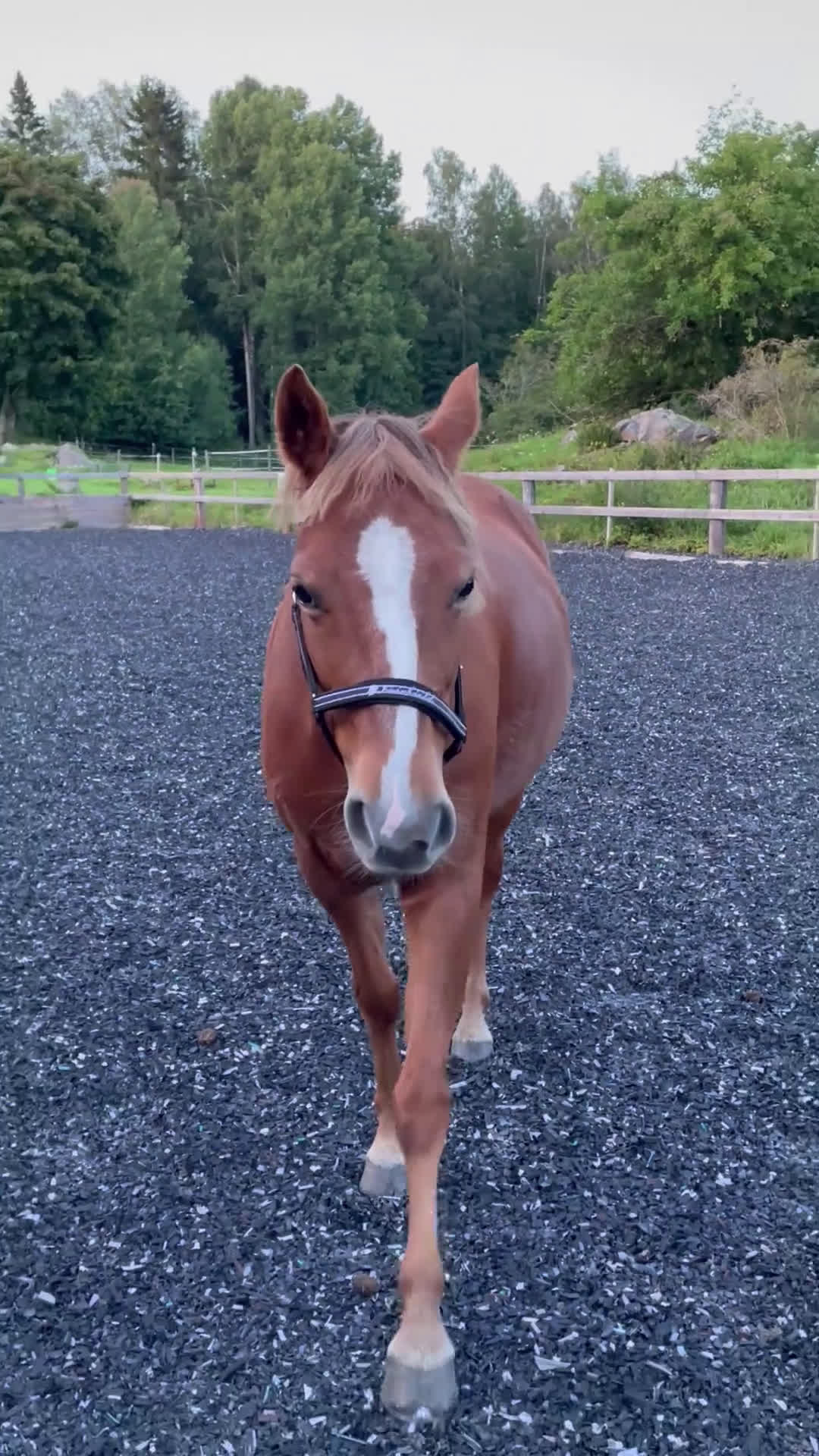 Allround hästar till salu: Mysiga Bella till salu  i Högsjö - Video 2