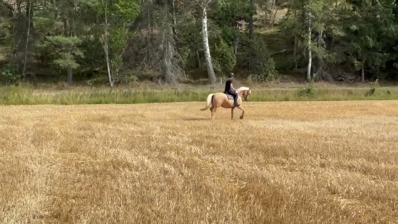 Allround hästar till salu: Talangfullt D-ponnysto med toppstam - Video 1