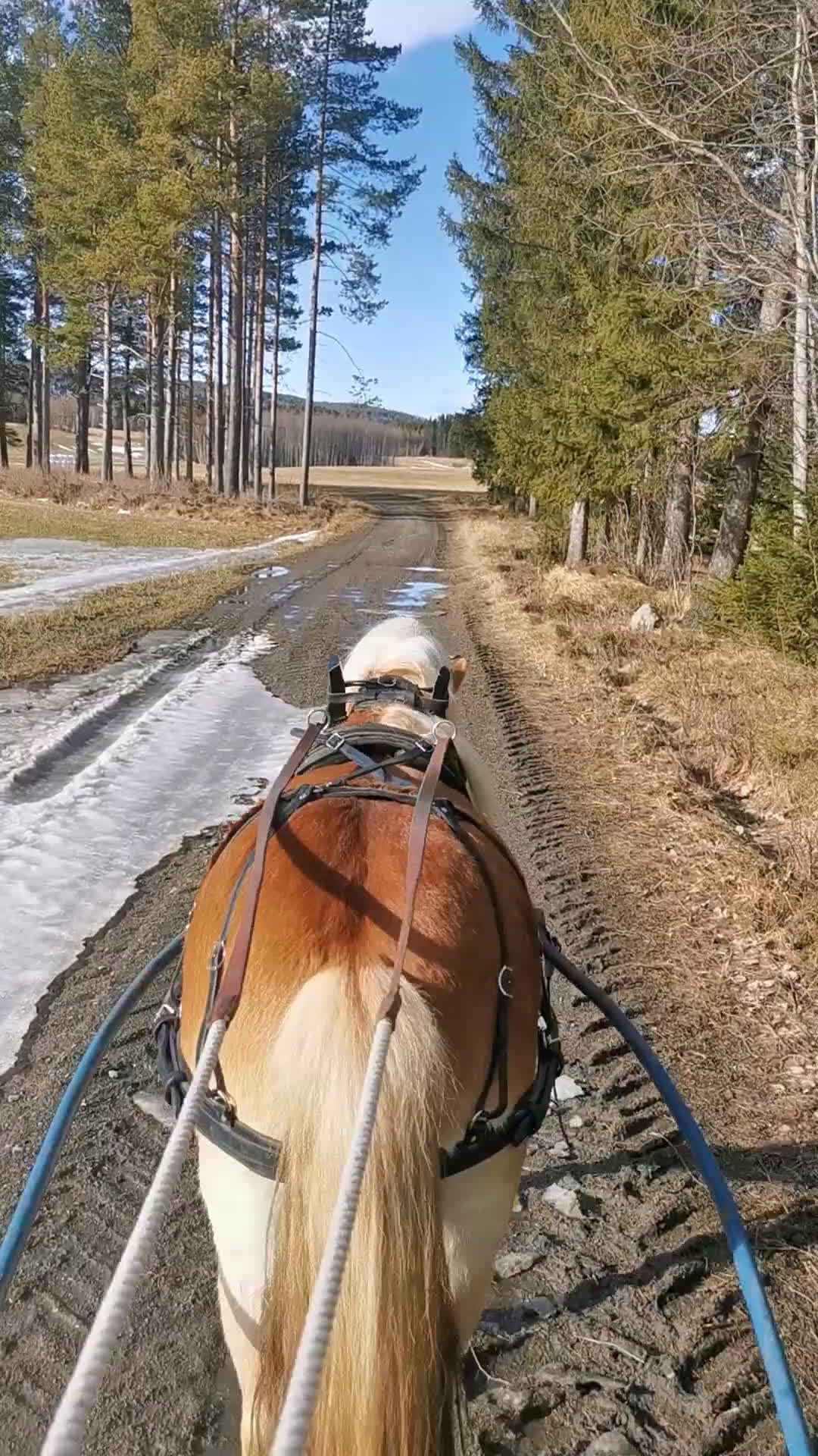 Allround hästar till salu: Trevlig ponny  i Oviken - Video 4