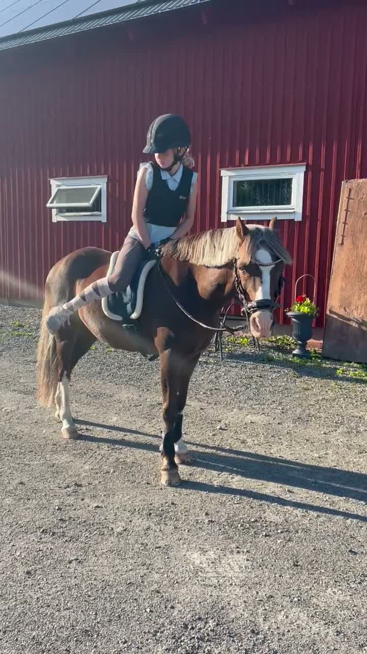 Allround hästar till salu: Fin läromästare ⭐️ - Video 3