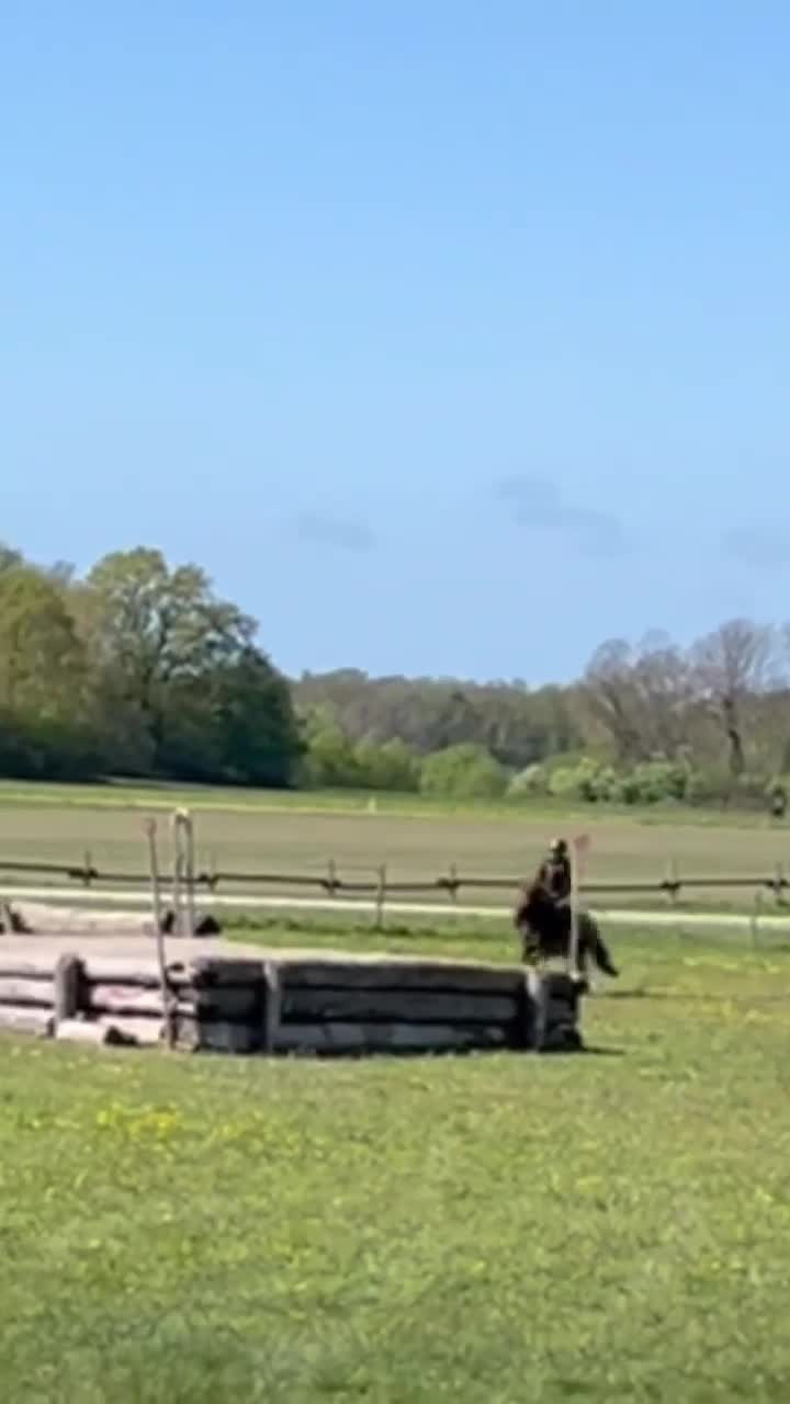 Hoppning hästar till salu: En shettis helt utöver det vanliga - Video 3