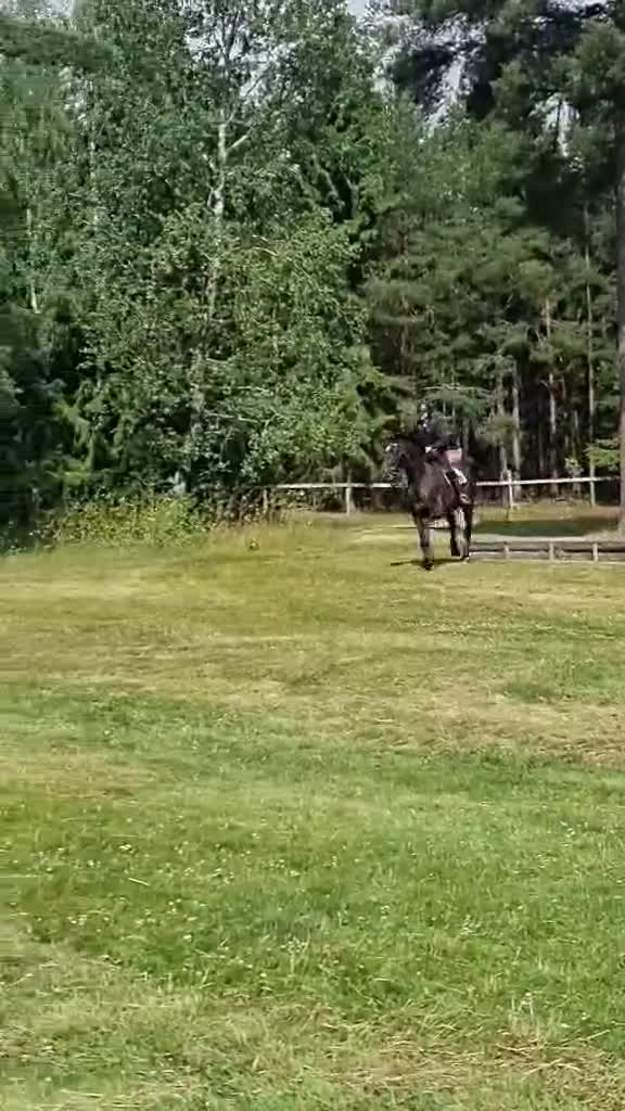Allround hästar till salu: Mysigaste hästen som älskar människor - Video 4
