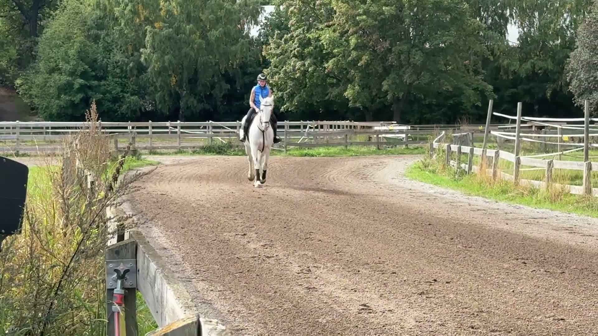 Allround hästar till salu: Super snäll valack  - Video 2