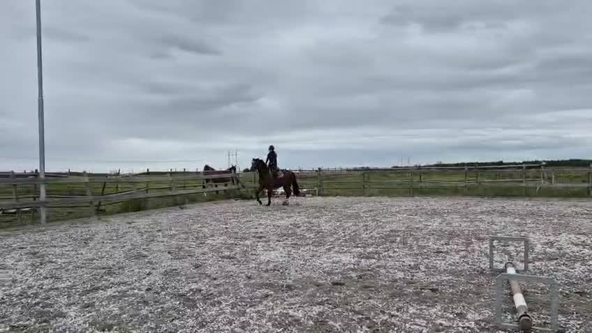 Hoppning hästar till salu: Trevligt sto - Video 2