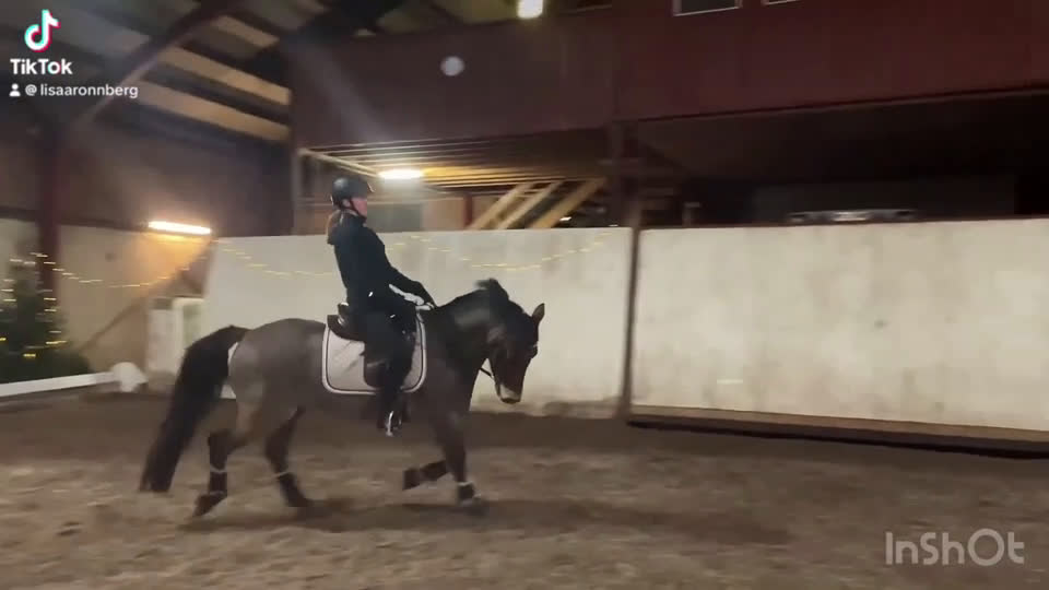  medryttarhäst finnes: Fin dressyrponny söker seriös medryttare  i Ängelholm - Video 1