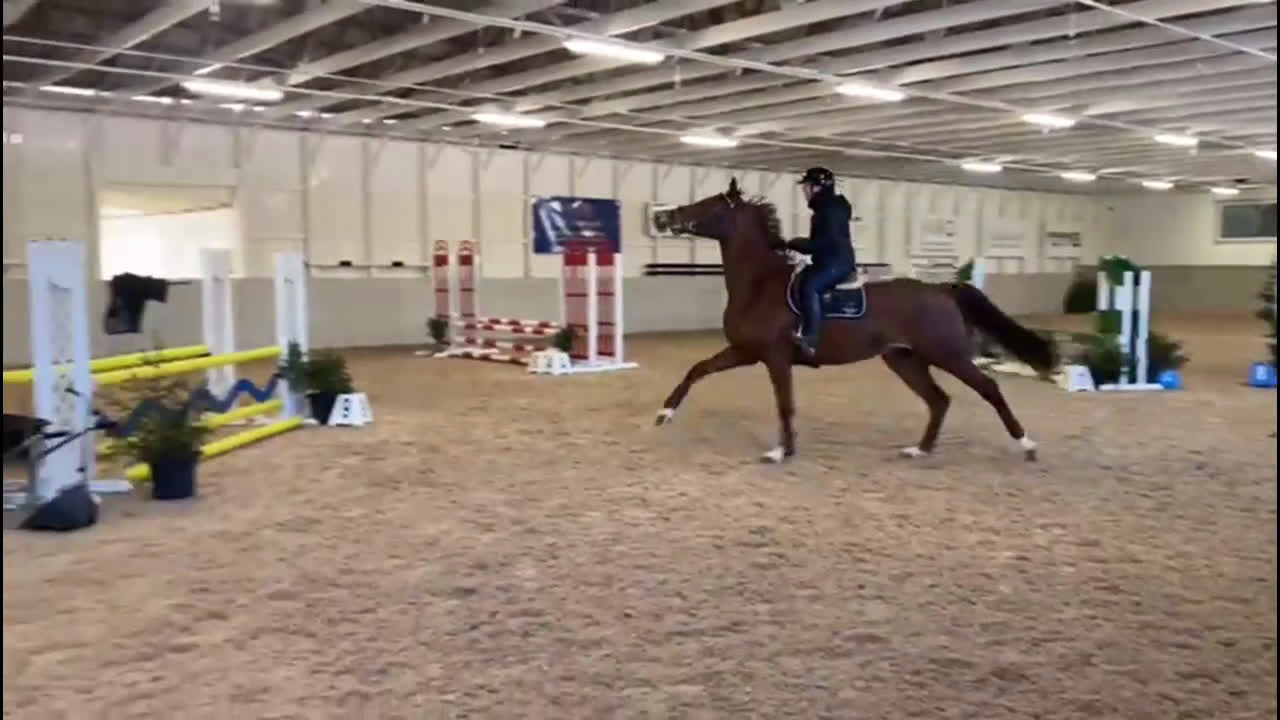  foderhäst sökes: Unghästutbildare finnes - Video 2