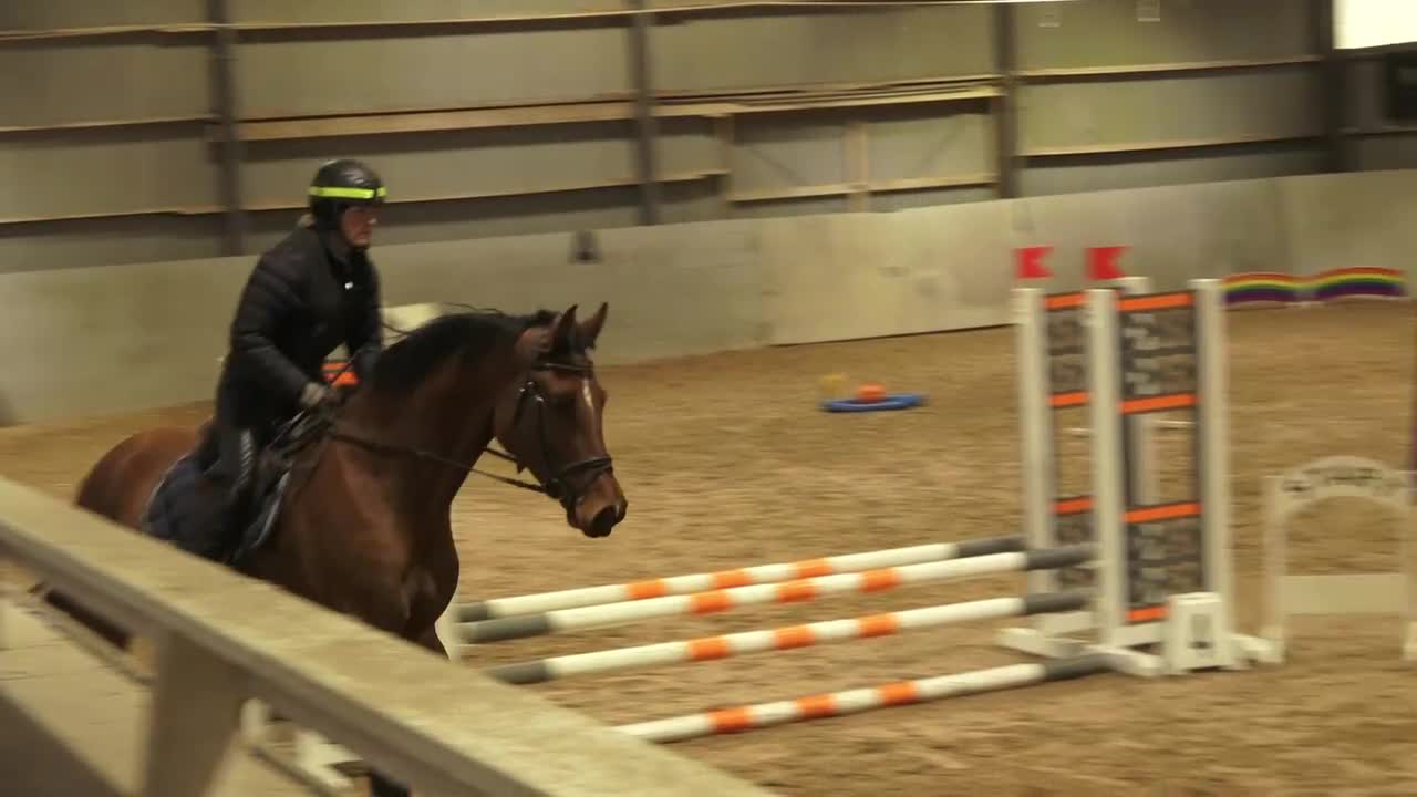 Dressyr hästar till salu: Blivande dressyrhäst - Video 3