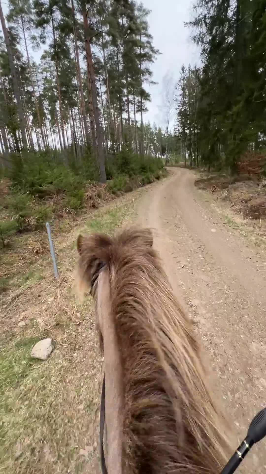  medryttarhäst finnes: Medryttare till islandshäst - Video 2
