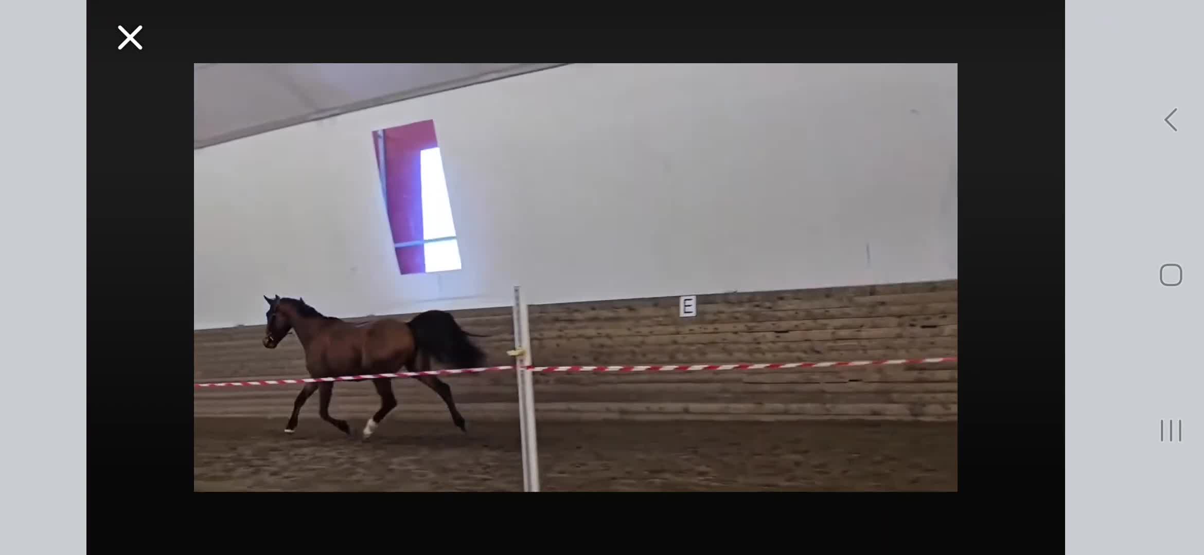 Dressyr hästar till salu: Vill du vara med redan från början? *tillfälle* - Video 1