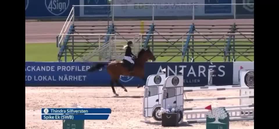 Hoppning hästar till salu: Billig kvalitetshäst - Video 1