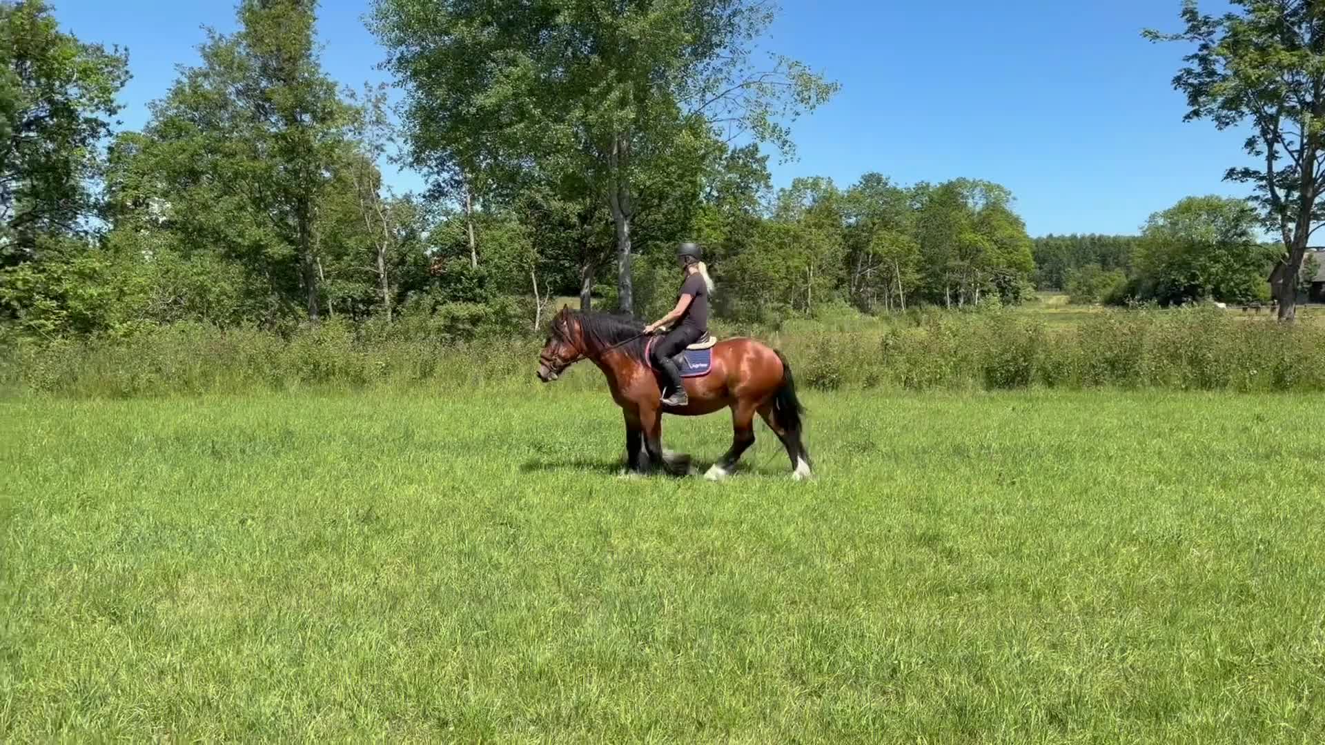 Allround hästar till salu: Snällaste Måns - Video 1
