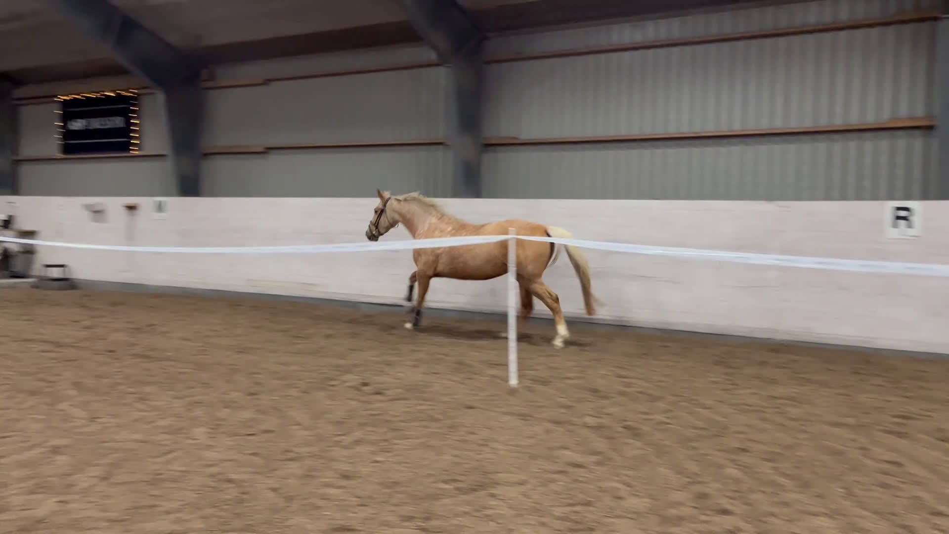 Avelshästar hästar till salu: Isabellfärgad avelssto hoppning - Video 4