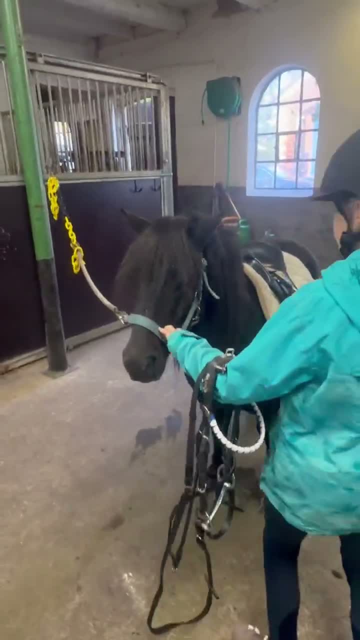 Allround hästar till salu: Körning, ridning eller avel.  - Video 4