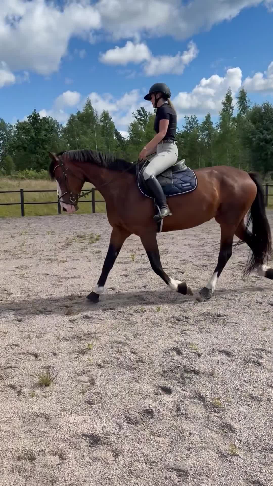 Allround hästar till salu: 11-årigt SWB sto - Video 1