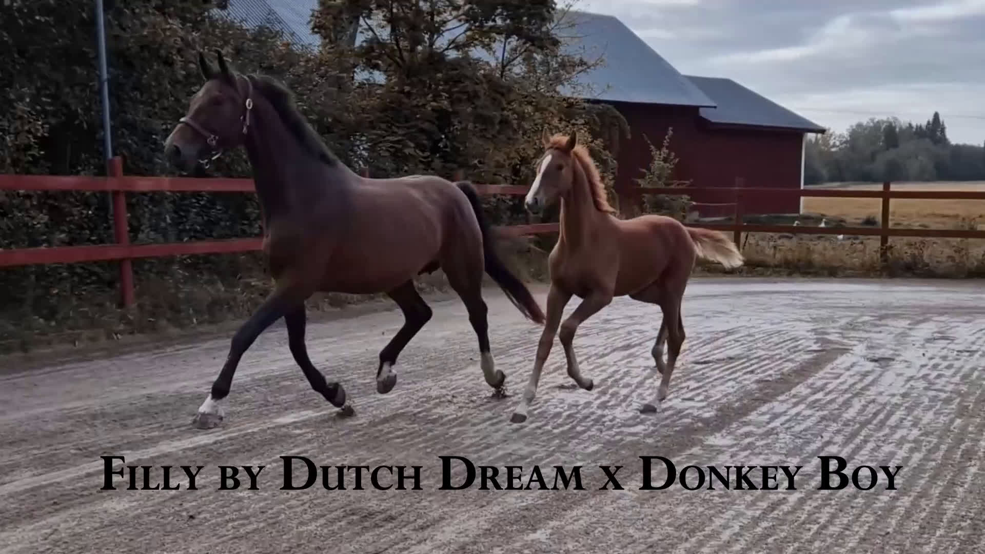 Dressyr hästar till salu: Charmigt sto e. Dutch Dream i Dyltabruk - Video 1