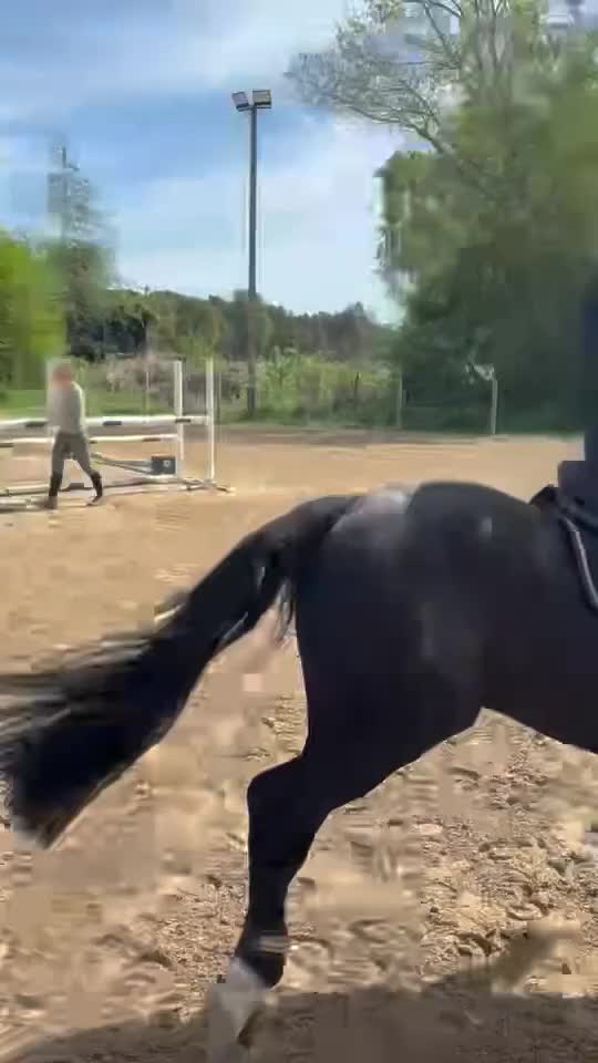 Hoppning hästar till salu: Rutinerad tävlingsponny! - Video 1