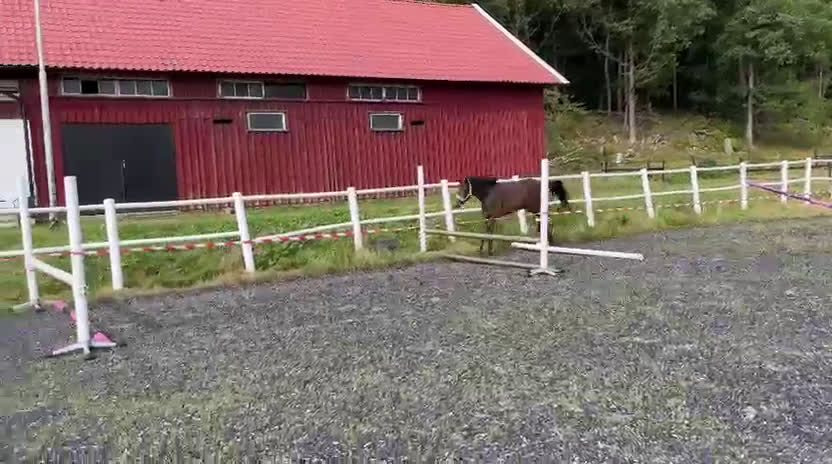 Hoppning hästar till salu: Framtida stjärna⭐️ i Kungsbacka - Video 2