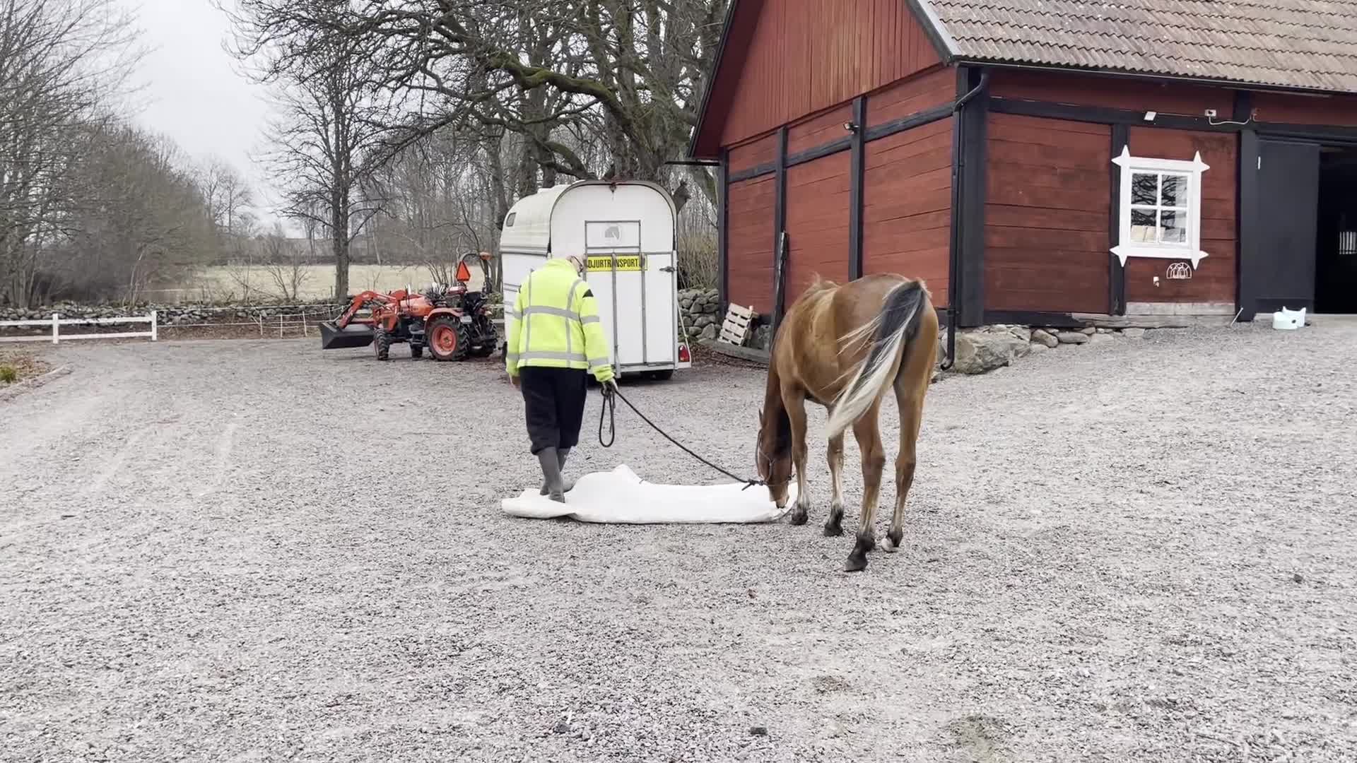 Allround hästar till salu: Mycket trevligt arabiskt ungsto med toppstam  - Video 3
