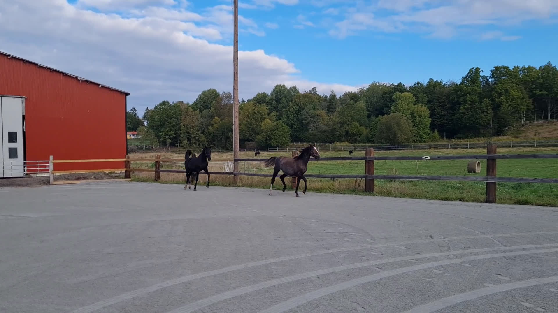 Dressyr hästar till salu: Blivande stjärna - Video 4