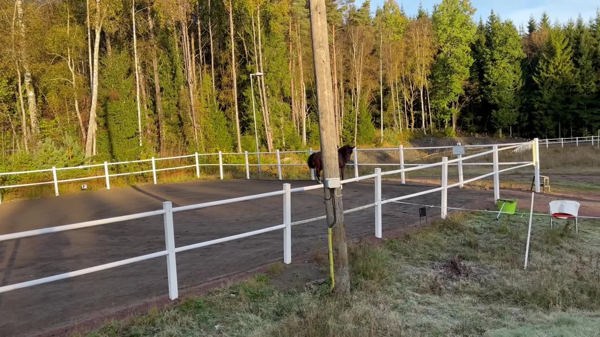 Dressyr hästar till salu: Toppstammad kvalitetsponny - Video 3