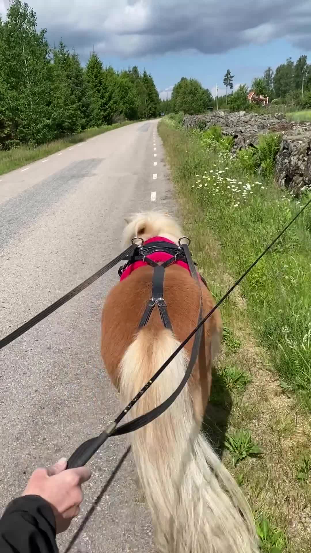 Sällskap hästar till salu: Charmig Shetlandsvalack - Video 1