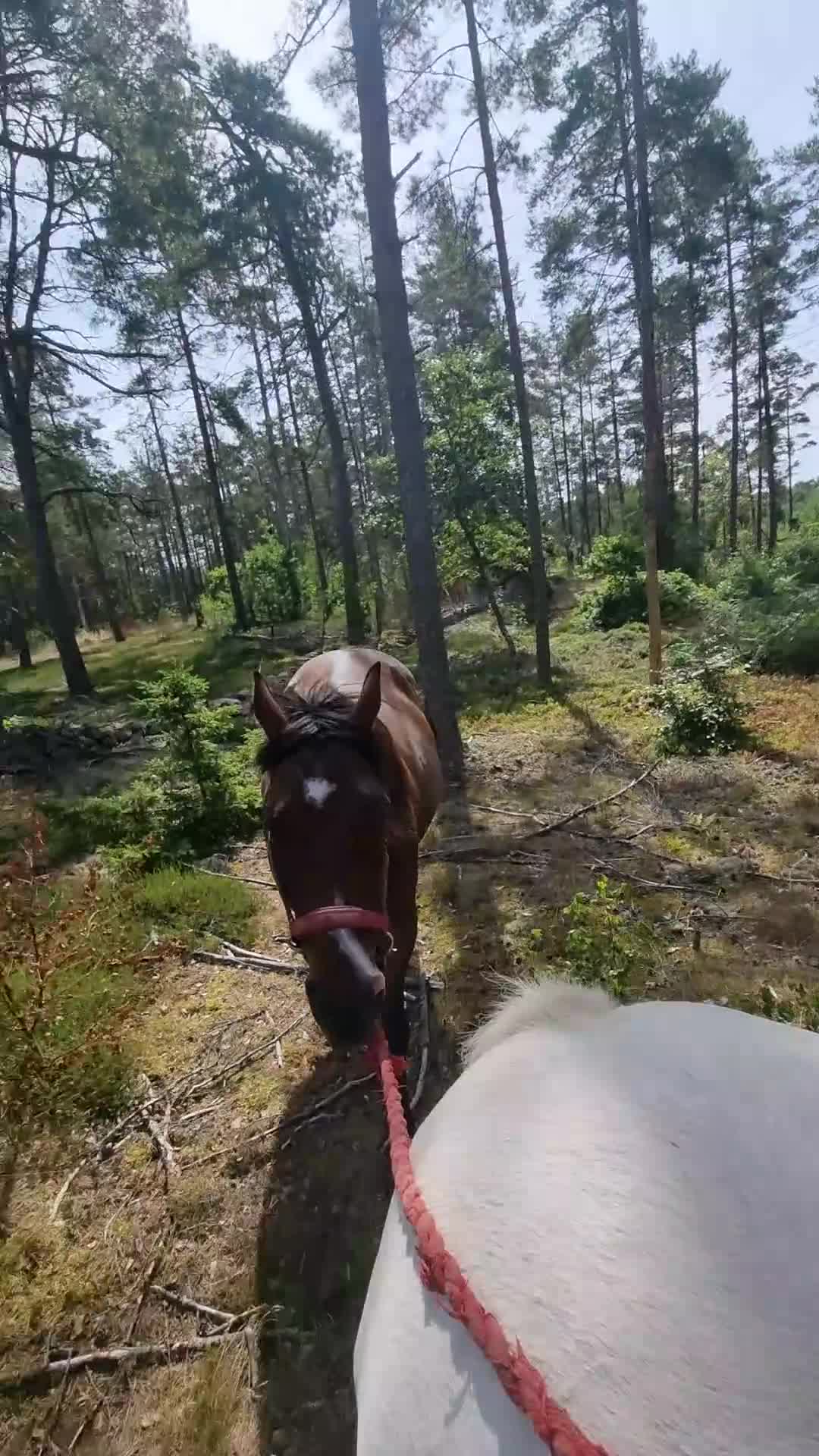 Allround hästar till salu: ELLSA - Video 3