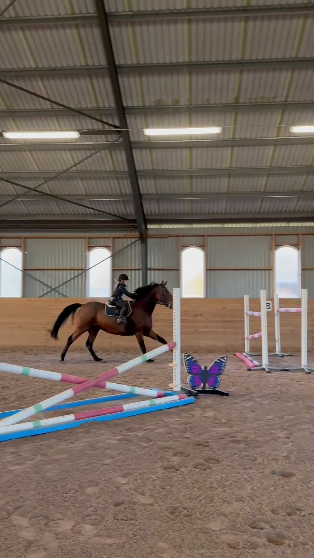 Hoppning hästar till salu: Fantastisk trevlig hoppvalack, ny film igen! - Video 2