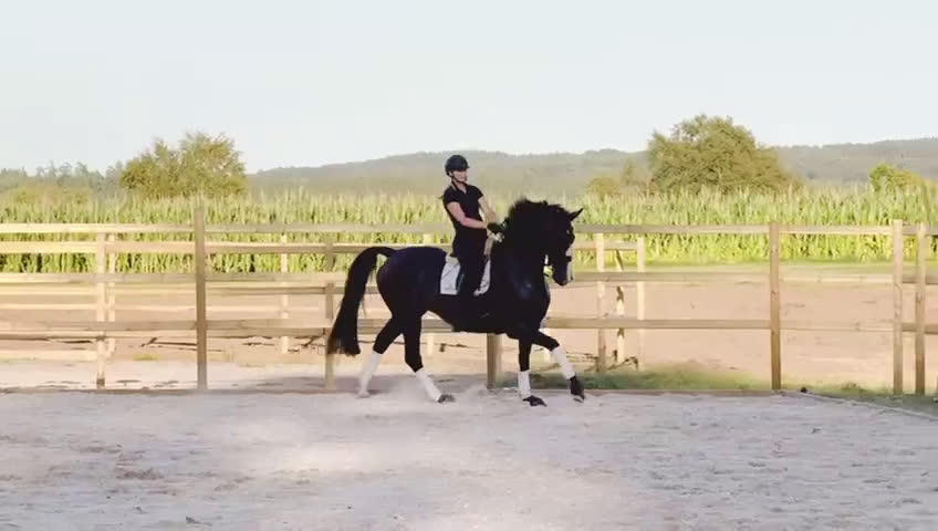 Dressyr hästar till salu: Tillfälle välriden läromästare - Video 1