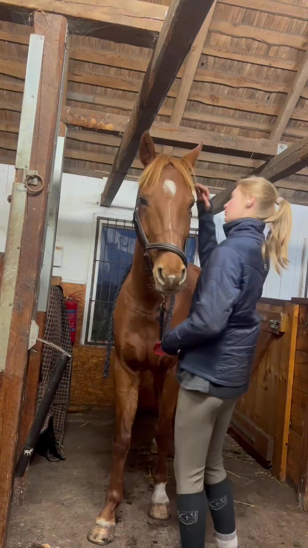 Allround hästar till salu: Ambitiös charmig swb fuxvalack - Video 2