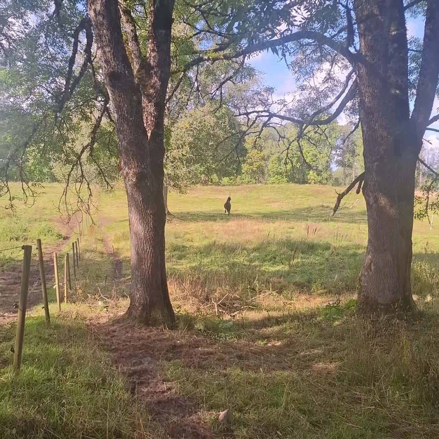 Allround hästar till salu: Underbart friesersto  - Video 2