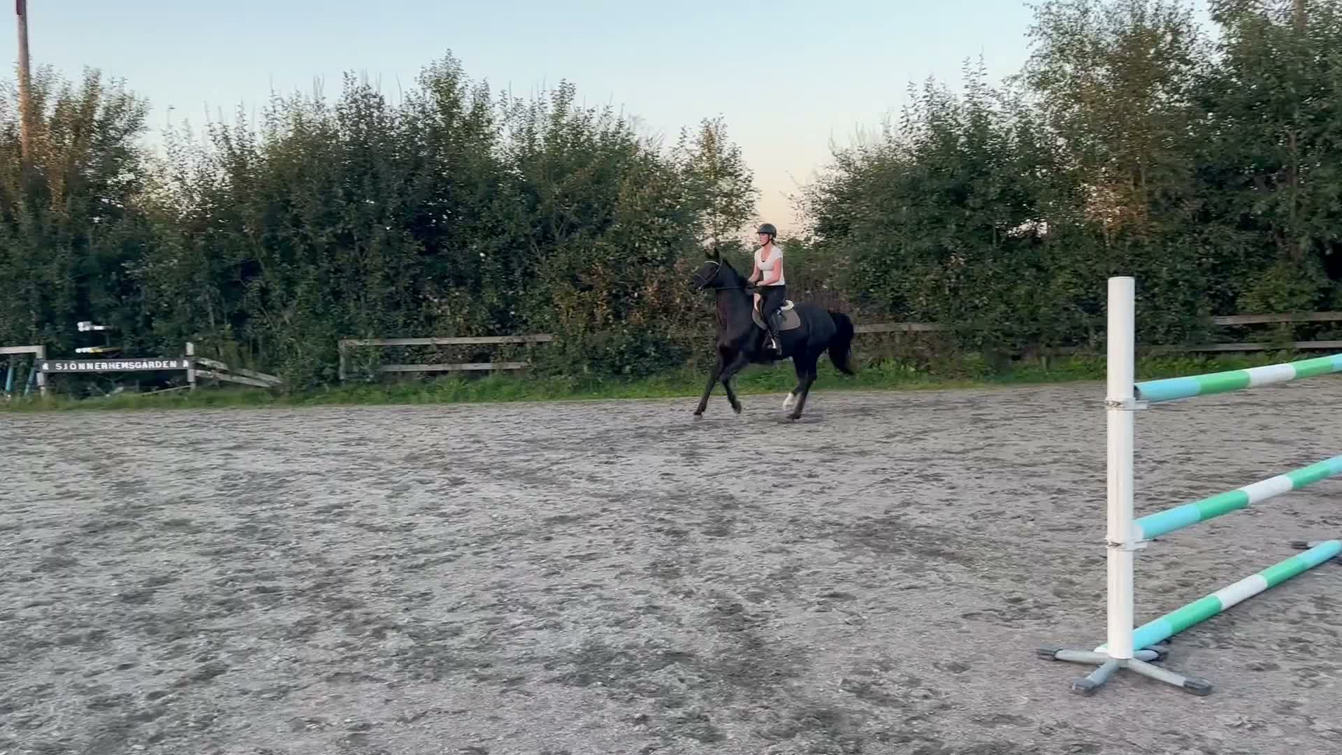 Fälttävlan hästar till salu: Vacker prinsesshäst - Video 4
