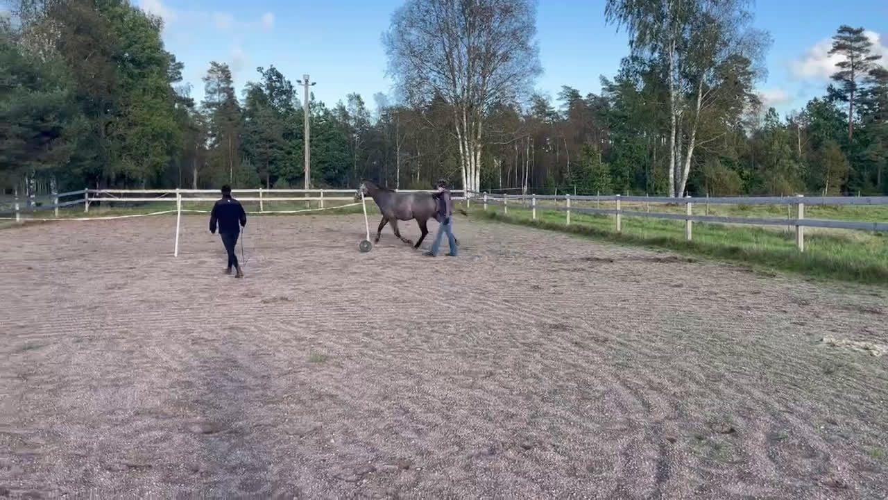 Allround hästar till salu: Vacker 3-åring✨ - Video 3