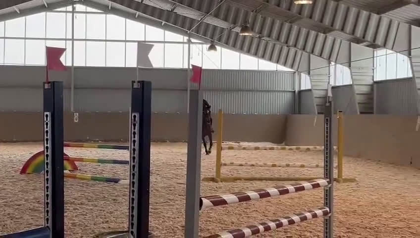 Allround hästar till salu: Genomsnäll och stabil valack  - Video 1