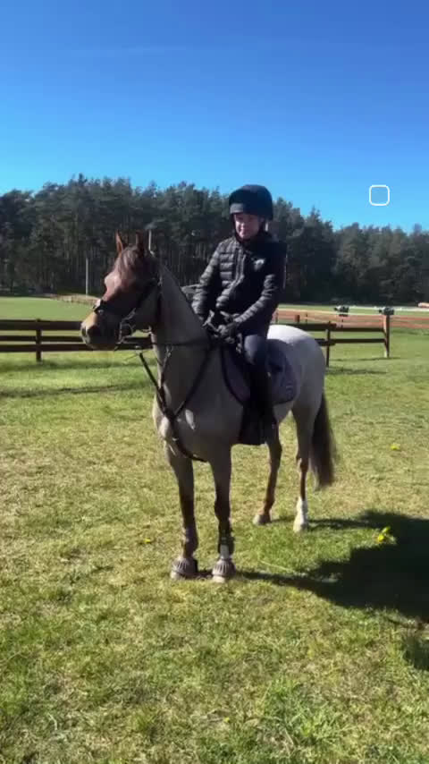 Allround hästar till salu: ✨ Fantastisk welshponny ✨ i Bromölla - Video 2